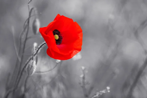 depositphotos_76530031-stock-photo-red-poppy-flower